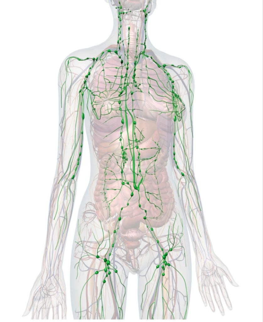 Front-facing anatomical illustration showing the body's lymphatic vessels and lymph nodes in green.